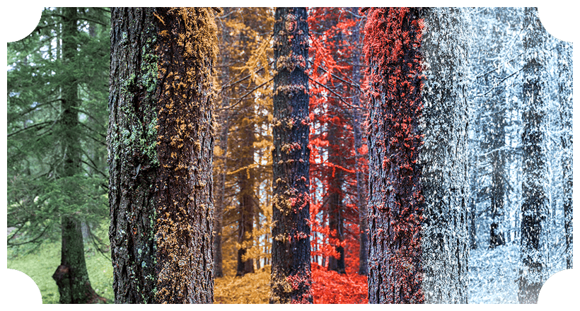 a forest transitioning through the seasons 