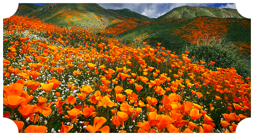 a field of poppy flowers during spring
