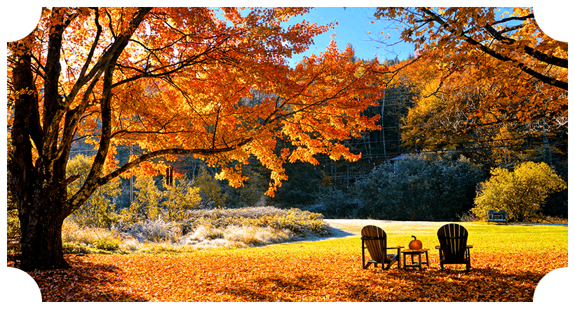 chairs in a yard during fall with orange leaves on the ground and in the trees