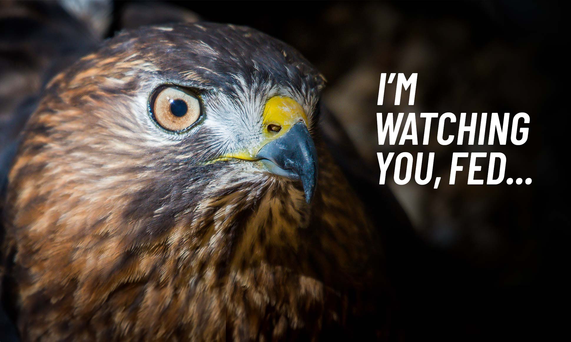 Photo of hawk with text that reads "I'm watching you, Fed.." Photo of hawk with text that reads "I'm watching you, Fed.."